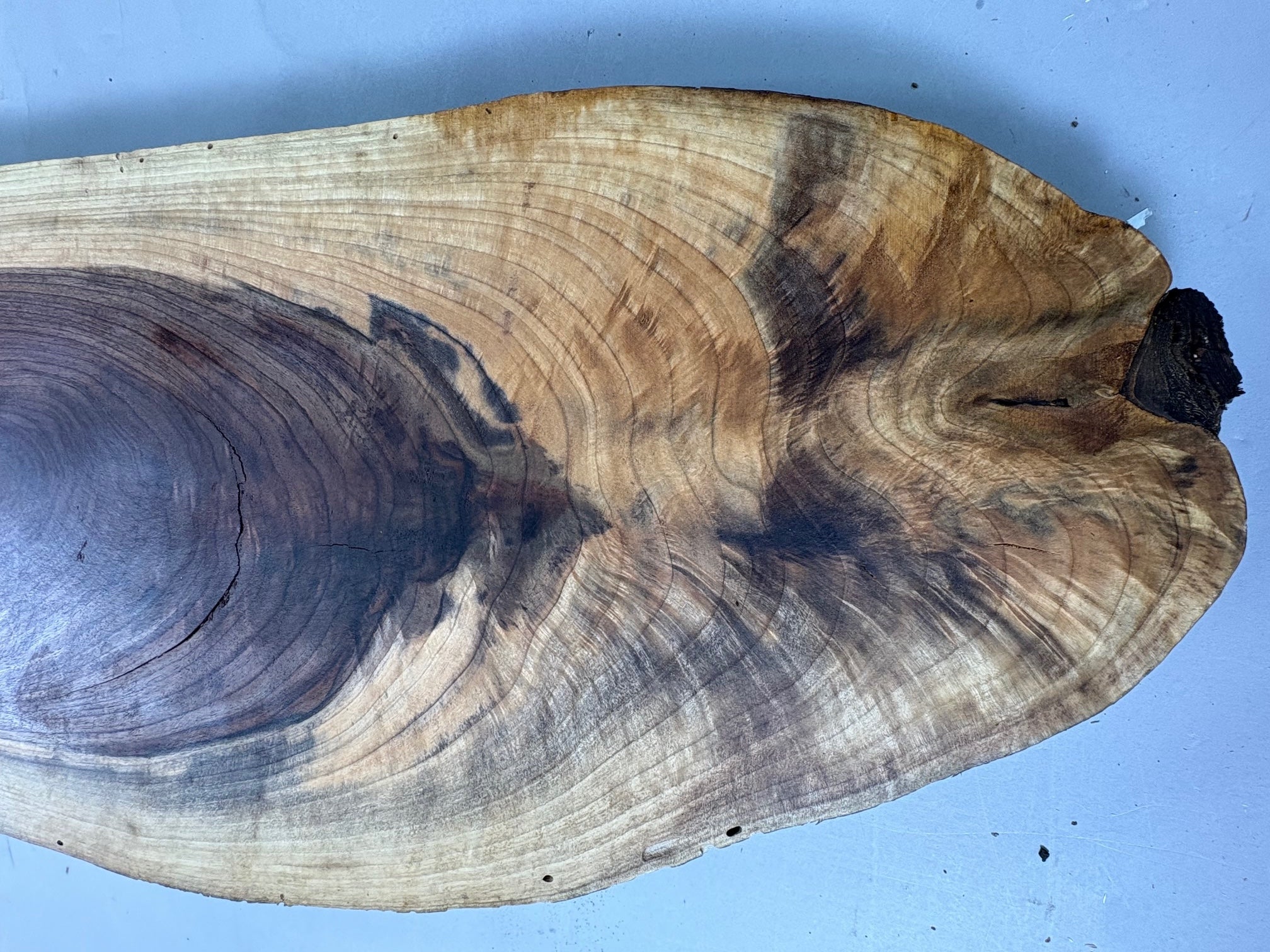 Large Walnut Crotch Slice-WC1002-$225 Includes Shipping